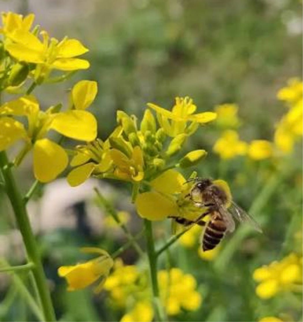 Why Saving Pollinators Isn’t Just About Biodiversity – It’s About Us