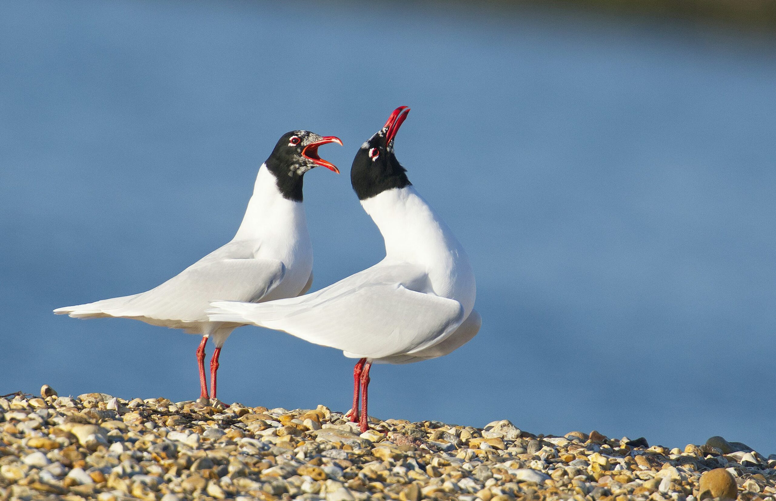 Why I Sometimes Prefer Talking to ChatGPT