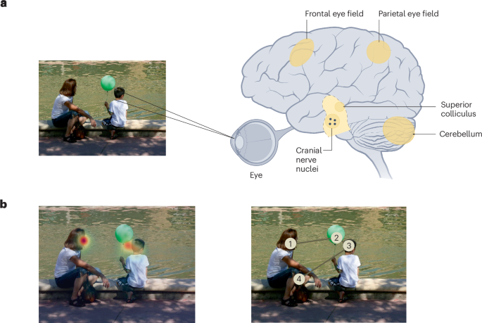 using-computational-eye-tracking-to-understand-individual-differences-in-psychiatric-disorders-–-nature-mental-health