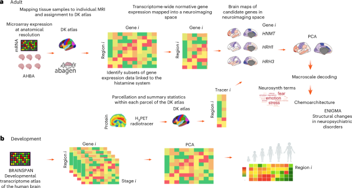 Mapping histamine pathway networks in the human brain across cognition and psychiatric disorders – Nature Mental Health
