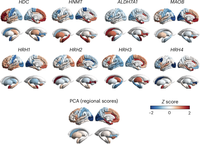 Mapping the human brain histamine system at the molecular, structural and functional levels – Nature Mental Health