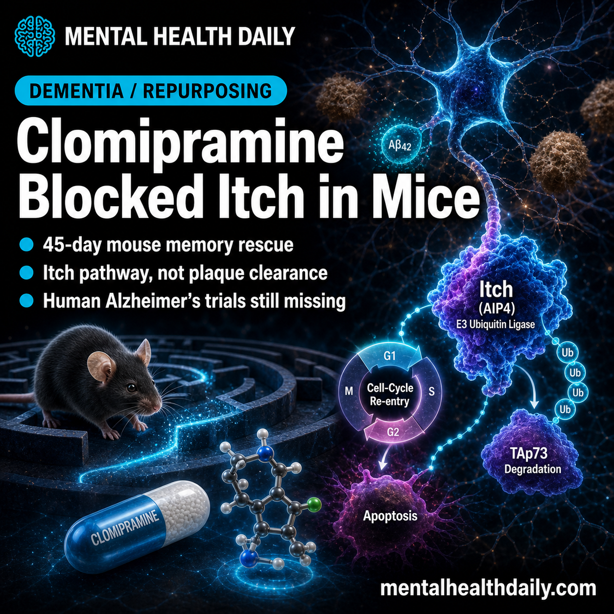 Clomipramine Improved Alzheimer’s Mouse Memory by Blocking Itch in 45 Days