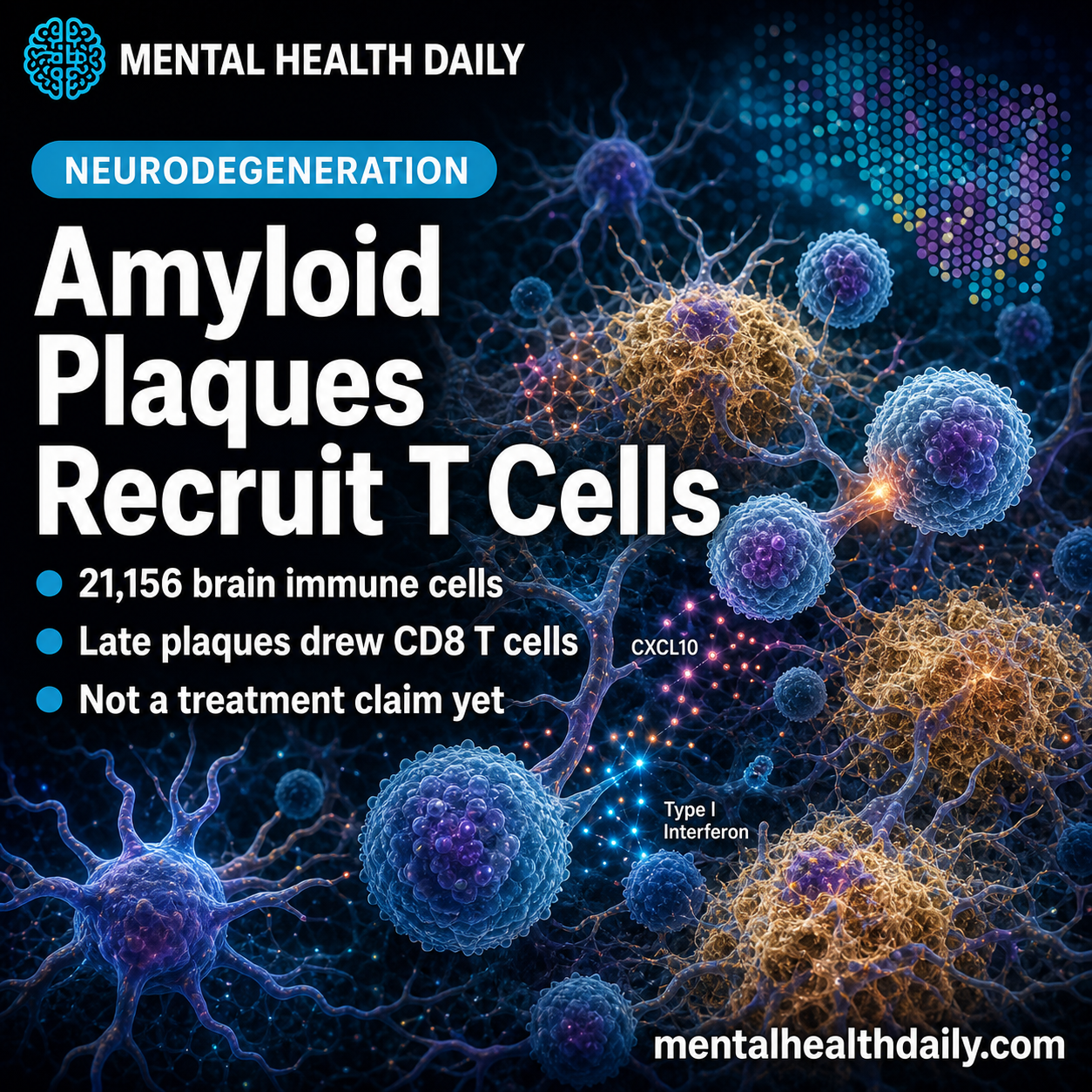 alzheimer’s-amyloid-plaques-recruit-cd8-t-cells-through-type-i-interferon