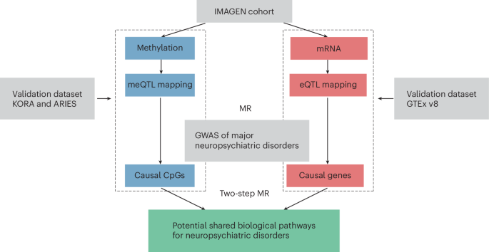 Adolescent multi-omics and Mendelian randomization reveal transdiagnostic molecular mechanisms in psychiatric disorders – Nature Mental Health