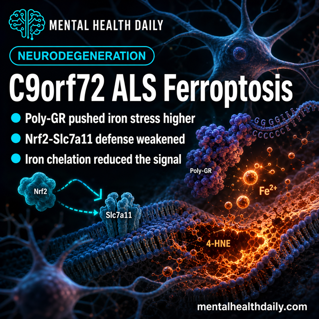 C9orf72 ALS Poly-GR Drives Ferroptosis via Nrf2-Slc7a11