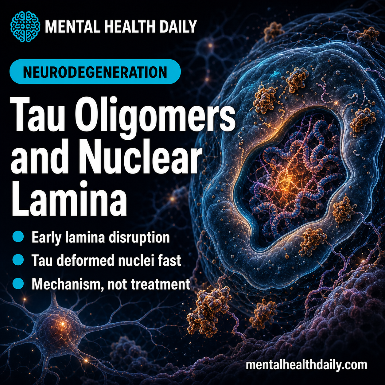 Tau Oligomers Disrupted Nuclear Lamina in Alzheimer’s Disease Models