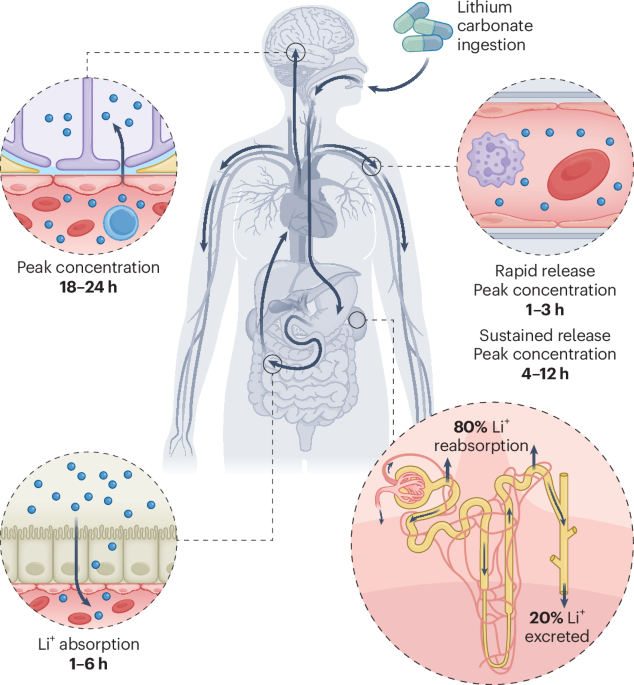 Chronotherapy considerations in lithium treatment for bipolar disorder – Nature Mental Health