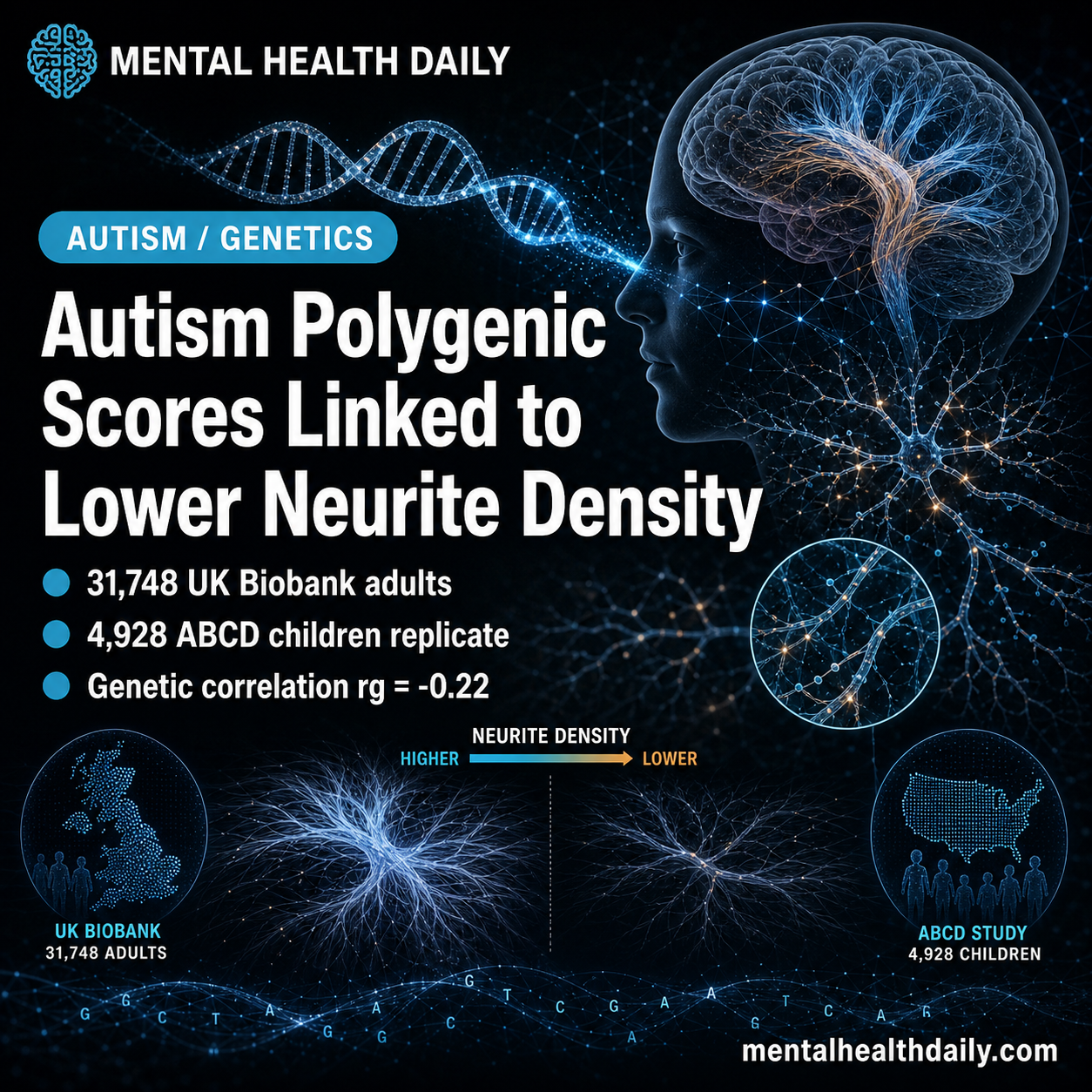 Autism Polygenic Scores Linked to Lower Neurite Density