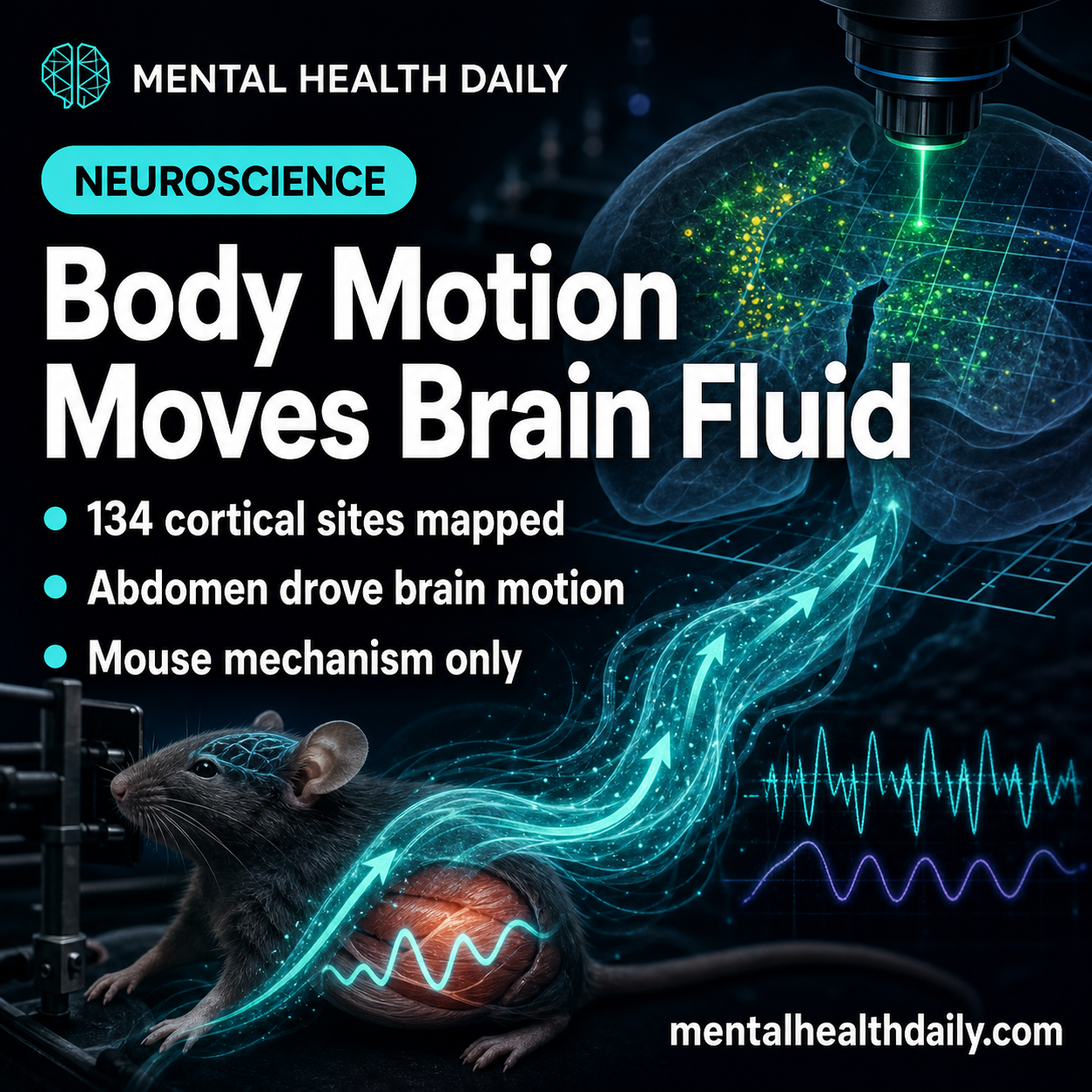 awake-mouse-brain-motion-was-driven-by-abdominal-coupling,-not-heartbeat