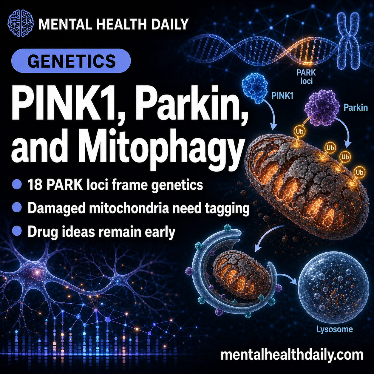 pink1-and-parkin-link-parkinson’s-disease-to-failed-mitochondrial-cleanup