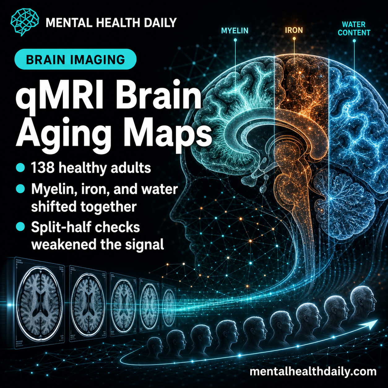qMRI Brain Aging Maps Myelin, Iron, and Water in 138 Adults