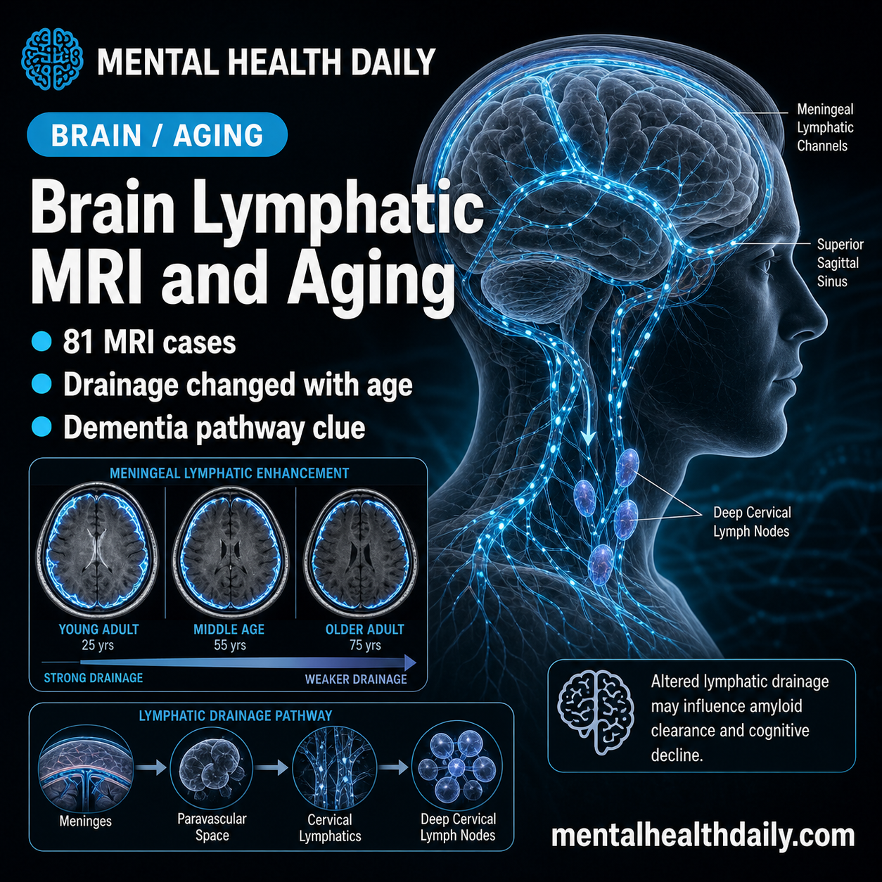 Brain Lymphatic MRI Shows Aging-Linked Drainage Changes