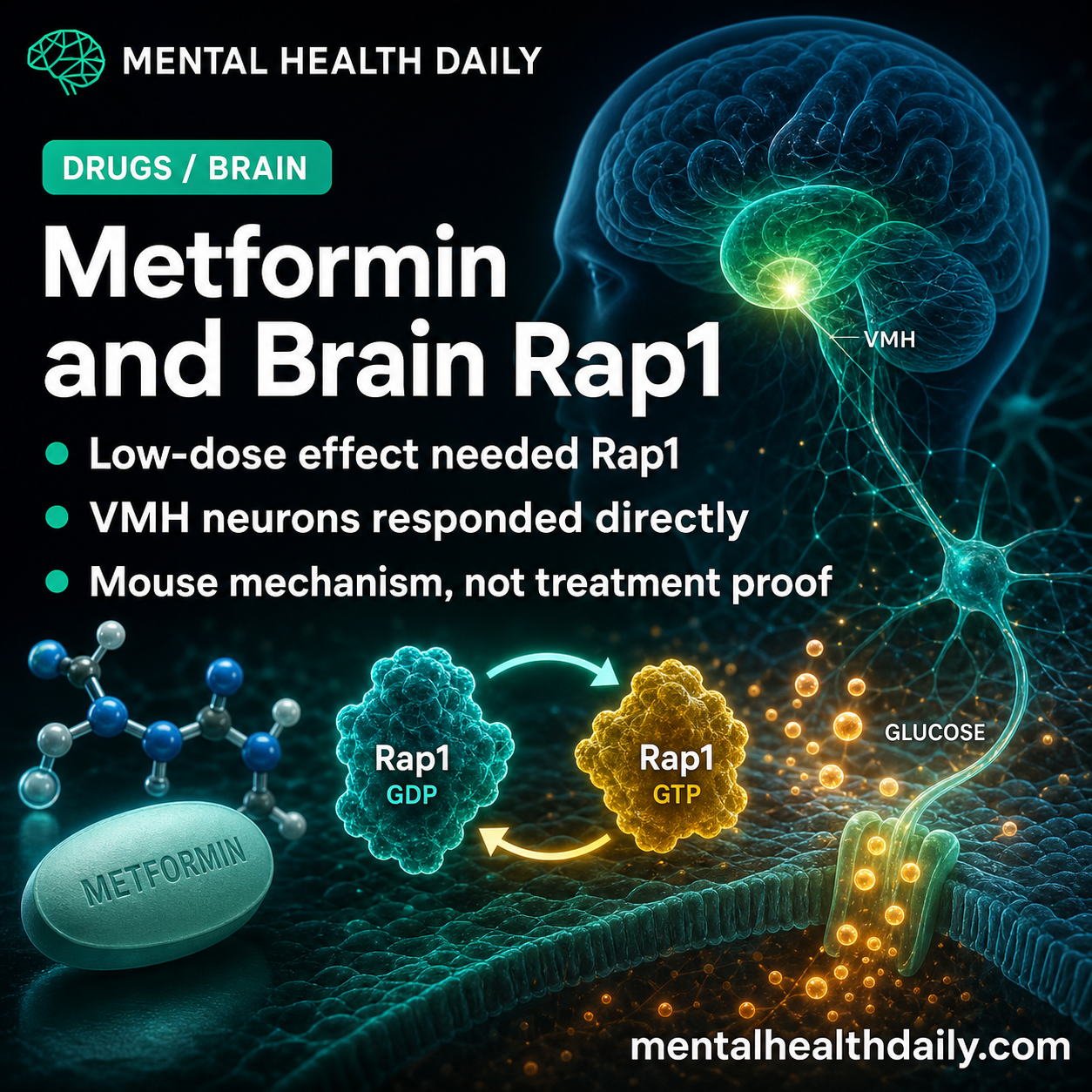 Metformin’s Brain Rap1 Pathway Controlled Glucose in Mouse Study