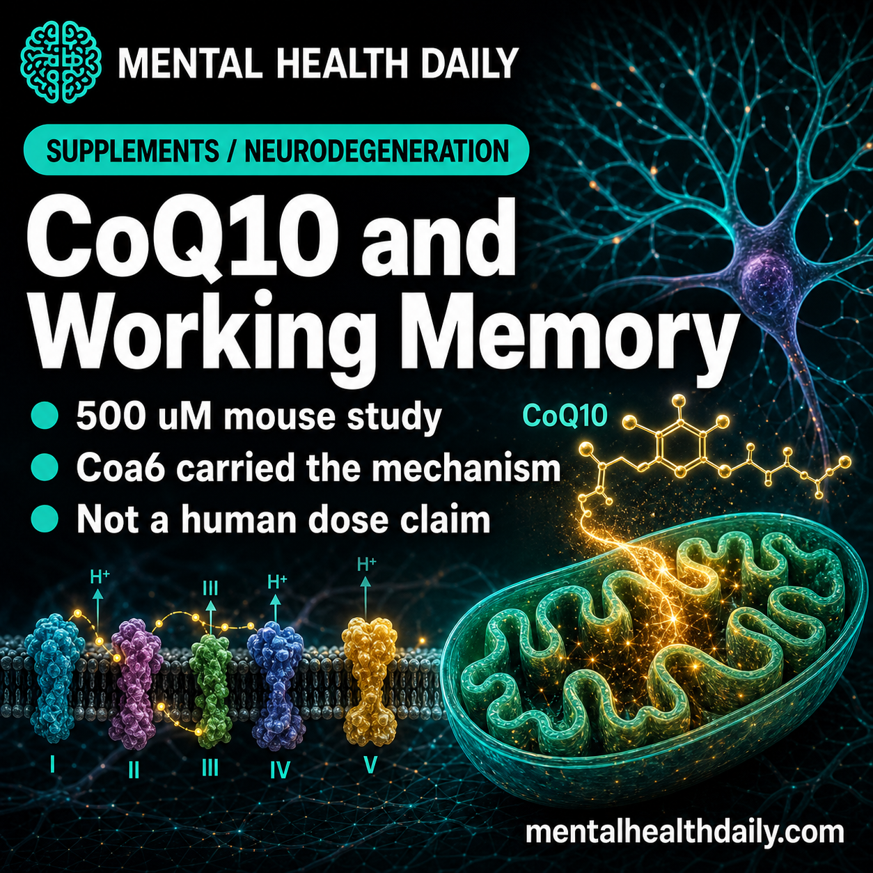 CoQ10 Preserved Working Memory in Drp1-Deficient Mice Through Coa6