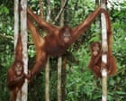Make the kids’ summer holidays go with a bang – play together like orangutans | Helen Pilcher