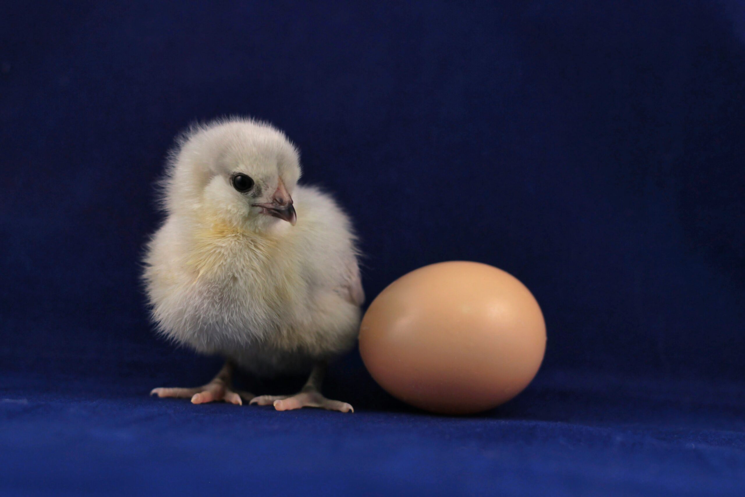 The chicken and egg story: does children’s mental health worsen parental mental health outcomes?